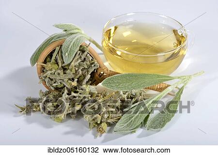 Greek mountain tea (Sideritis syriaca) View Large Photo Image Stock Image - Greek mountain tea (Sideritis syriaca). Fotosearch