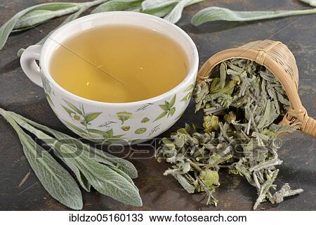Greek mountain tea (Sideritis syriaca) View Large Photo Image Stock Image - Greek mountain tea (Sideritis syriaca). Fotosearch