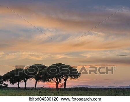 Green pine trees at sunset, Albarese, Tuscany, Italy, Europe View Large Photo Image Stock Image - Green pine trees at sunset, Albarese, Tuscany, Italy, Europe. Fotosearch