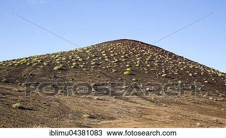 Green Tabaiba (Euphorbia balsamifera) bushes spread over volcanic hillside, near El Golfo, Lanzarote, Canary Islands, Spain, Europe View Large Photo Image Stock Image - Green Tabaiba (Euphorbia balsamifera) bushes spread over volcanic hillside, near El Golfo, Lanzarote, Canary Islands, Spain, Europe. Fotosearch