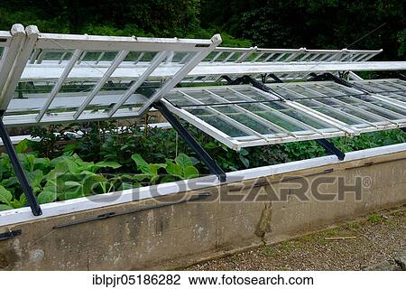 Stock Image - Greenhouse, variously wide open, England, Great Britain. Fotosearch