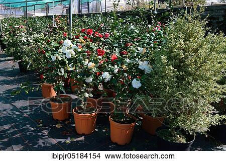 Greenhouse with camellias( Camellia japonica), Camellia cultivation, Gardening, Ticino, Switzerland, Europe View Large Photo Image Picture - Greenhouse with camellias( Camellia japonica), Camellia cultivation, Gardening, Ticino, Switzerland, Europe. Fotosearch