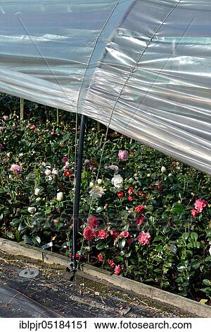 Greenhouse with camellias( Camellia japonica), Camellia cultivation, Gardening, Ticino, Switzerland, Europe View Large Photo Image Stock Image - Greenhouse with camellias( Camellia japonica), Camellia cultivation, Gardening, Ticino, Switzerland, Europe. Fotosearch
