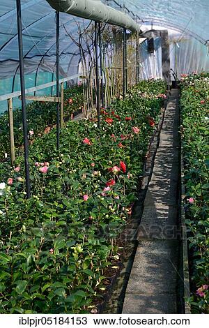 Greenhouse with camellias( Camellia japonica), Camellia cultivation, Gardening, Ticino, Switzerland, Europe View Large Photo Image Stock Image - Greenhouse with camellias( Camellia japonica), Camellia cultivation, Gardening, Ticino, Switzerland, Europe. Fotosearch