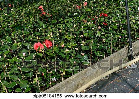 Greenhouse with camellias( Camellia japonica), Camellia cultivation, Gardening, Ticino, Switzerland, Europe View Large Photo Image Stock Photography - Greenhouse with camellias( Camellia japonica), Camellia cultivation, Gardening, Ticino, Switzerland, Europe. Fotosearch