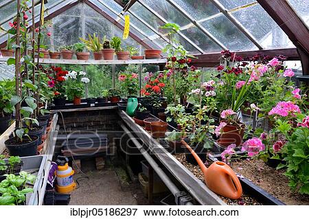 Greenhouse with geranium plants, England, Great Britain View Large Photo Image Stock Photo - Greenhouse with geranium plants, England, Great Britain. Fotosearch