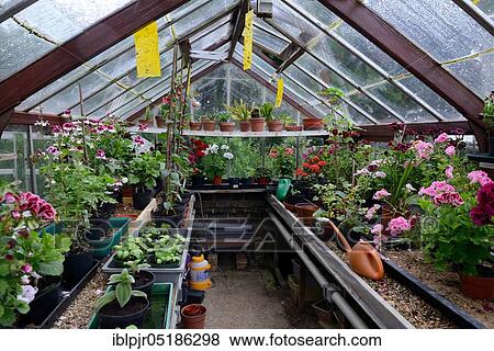 Greenhouse with geranium plants, England, Great Britain View Large Photo Image Stock Photo - Greenhouse with geranium plants, England, Great Britain. Fotosearch