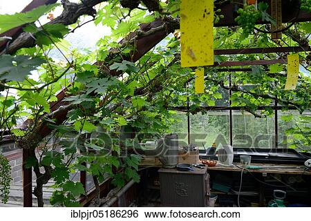 Greenhouse with vines, glasshouse, England, Great Britain View Large Photo Image Stock Photograph - Greenhouse with vines, glasshouse, England, Great Britain. Fotosearch