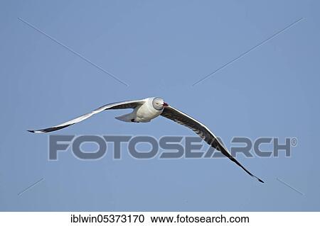 Stock Image - Grey-headed Gull (Larus cirrocephalus), Chobe National Park, Botswana, Africa. Fotosearch