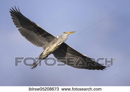 Grey heron (Ardea cinerea) Lower Saxony, Germany, Europe View Large Photo Image Stock Image - Grey heron (Ardea cinerea) Lower Saxony, Germany, Europe. Fotosearch