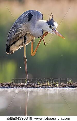 Grey Heron (Ardea cinerea), preening, Kiskunság National Park, Hungary, Europe View Large Photo Image Stock Photograph - Grey Heron (Ardea cinerea), preening, Kiskunság National Park, Hungary, Europe. Fotosearch