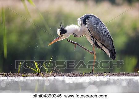 Grey Heron (Ardea cinerea), preening, Kiskunság National Park, Hungary, Europe View Large Photo Image Stock Photography - Grey Heron (Ardea cinerea), preening, Kiskunság National Park, Hungary, Europe. Fotosearch