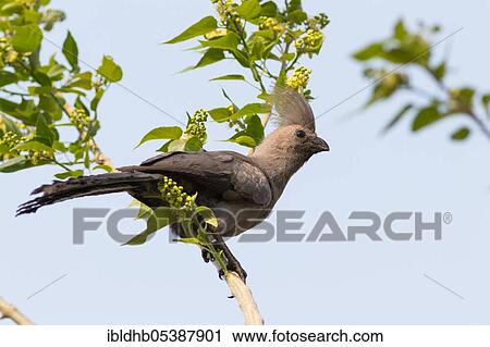 Grey parrot, Moremi Game Reserve, Okavango Delta (Corythaixoides concolor), Botswana, Africa View Large Photo Image Stock Image - Grey parrot, Moremi Game Reserve, Okavango Delta (Corythaixoides concolor), Botswana, Africa. Fotosearch