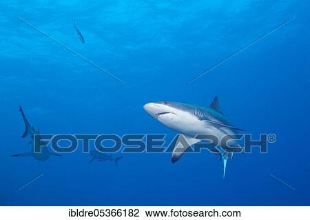 Grey reef shark (Carcharhinus amblyrhynchos), Osprey Reef, Coral Sea, Australia, Oceania View Large Photo Image Stock Image - Grey reef shark (Carcharhinus amblyrhynchos), Osprey Reef, Coral Sea, Australia, Oceania. Fotosearch