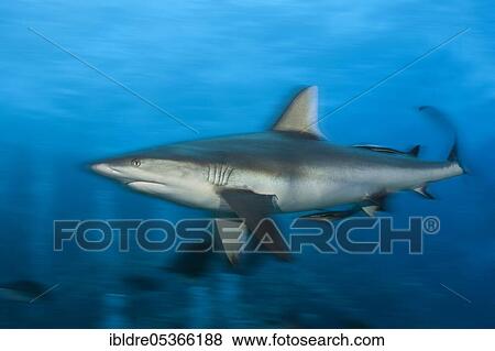 Grey reef shark (Carcharhinus amblyrhynchos), Osprey Reef, Coral Sea, Australia, Oceania View Large Photo Image Stock Photo - Grey reef shark (Carcharhinus amblyrhynchos), Osprey Reef, Coral Sea, Australia, Oceania. Fotosearch