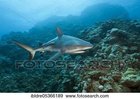 Grey reef shark (Carcharhinus amblyrhynchos), Osprey Reef, Coral Sea, Australia, Oceania View Large Photo Image Stock Photo - Grey reef shark (Carcharhinus amblyrhynchos), Osprey Reef, Coral Sea, Australia, Oceania. Fotosearch