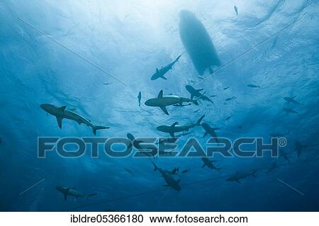 Grey reef shark feeding (Carcharhinus amblyrhynchos), Osprey Reef, Coral Sea, Australia, Oceania View Large Photo Image Stock Image - Grey reef shark feeding (Carcharhinus amblyrhynchos), Osprey Reef, Coral Sea, Australia, Oceania. Fotosearch