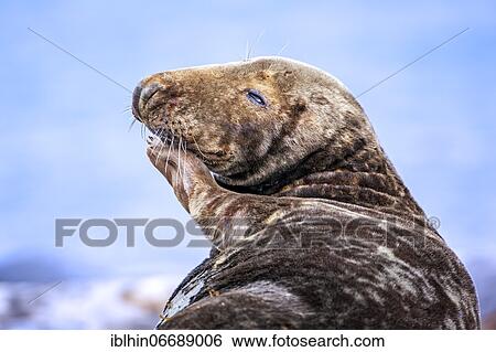 Grey seal (Halichoerus grypus) portrait, Helgoland high sea island, Germany, Europe View Large Photo Image Stock Photograph - Grey seal (Halichoerus grypus) portrait, Helgoland high sea island, Germany, Europe. Fotosearch