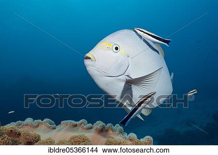 Grey surgeonfish being cleaned by cleaner wrasse (Acanthurus mata), Great Barrier Reef, Australia, Oceania View Large Photo Image Picture - Grey surgeonfish being cleaned by cleaner wrasse (Acanthurus mata), Great Barrier Reef, Australia, Oceania. Fotosearch