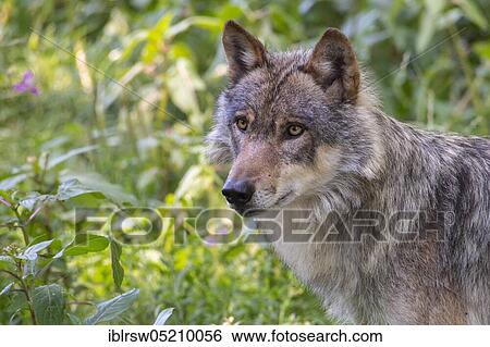 Grey Wolf (Canis lupus) View Large Photo Image Stock Photograph - Grey Wolf (Canis lupus). Fotosearch