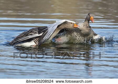 Greylag geese (Anser anser) Ganter, Lower Saxony, Germany, Europe View Large Photo Image Picture - Greylag geese (Anser anser) Ganter, Lower Saxony, Germany, Europe. Fotosearch