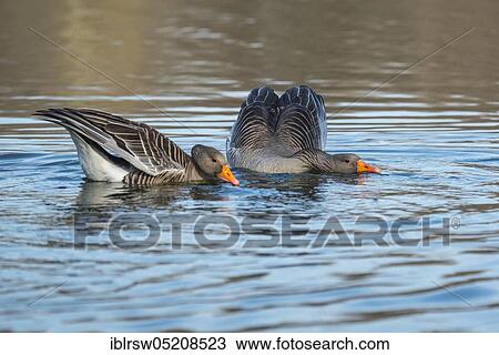 Stock Image - Greylag geese (Anser anser) Ganter, Lower Saxony, Germany, Europe. Fotosearch