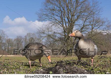 Picture - Greylag geese (Anser anser) Lower Saxony, Germany, Europe. Fotosearch