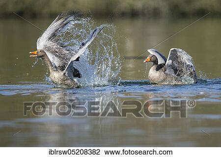 Stock Image - Greylag geese (Anser anser) Lower Saxony, Germany, Europe. Fotosearch