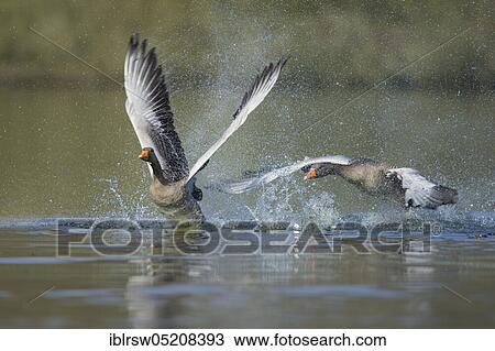 Greylag geese (Anser anser) Lower Saxony, Germany, Europe View Large Photo Image Stock Image - Greylag geese (Anser anser) Lower Saxony, Germany, Europe. Fotosearch