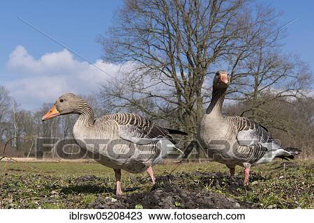 Stock Image - Greylag geese (Anser anser) Lower Saxony, Germany, Europe. Fotosearch