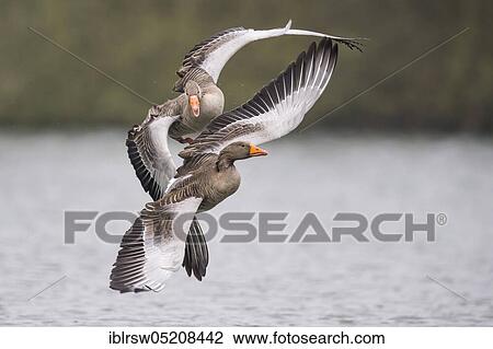 Greylag geese (Anser anser) Lower Saxony, Germany, Europe View Large Photo Image Stock Image - Greylag geese (Anser anser) Lower Saxony, Germany, Europe. Fotosearch