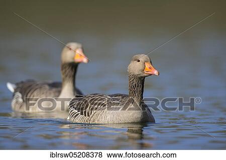 Greylag geese (Anser anser) Lower Saxony, Germany, Europe View Large Photo Image Stock Photo - Greylag geese (Anser anser) Lower Saxony, Germany, Europe. Fotosearch
