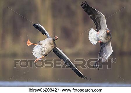 Stock Photo - Greylag geese (Anser anser) Lower Saxony, Germany, Europe. Fotosearch