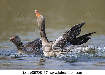 Greylag geese (Anser anser) Lower Saxony, Germany, Europe View Large Photo Image Stock Photo - Greylag geese (Anser anser) Lower Saxony, Germany, Europe. Fotosearch