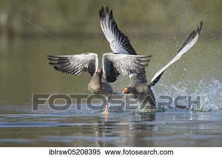Greylag geese (Anser anser) Lower Saxony, Germany, Europe View Large Photo Image Stock Photography - Greylag geese (Anser anser) Lower Saxony, Germany, Europe. Fotosearch