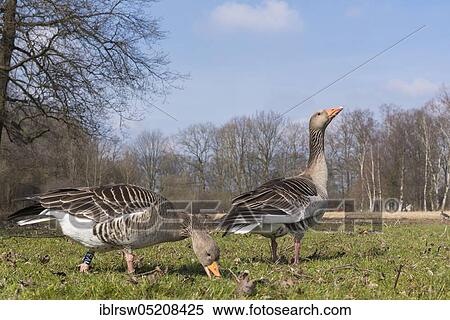 Greylag geese (Anser anser) Lower Saxony, Germany, Europe View Large Photo Image Stock Photography - Greylag geese (Anser anser) Lower Saxony, Germany, Europe. Fotosearch