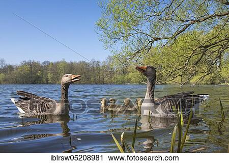 Stock Image - Greylag geese (Anser anser), Paar and Gössel, Lower Saxony, Germany, Europe. Fotosearch