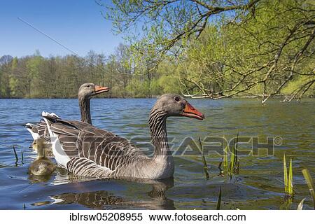 Greylag geese (Anser anser), Paar and Gössel, Lower Saxony, Germany, Europe View Large Photo Image Stock Photography - Greylag geese (Anser anser), Paar and Gössel, Lower Saxony, Germany, Europe. Fotosearch