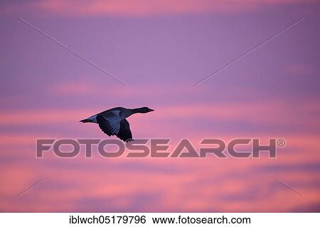 Greylag goose, adult bird, morning, January, Lower Rhine, North Rhine-Westphalia, Germany, Europe View Large Photo Image Stock Photograph - Greylag goose, adult bird, morning, January, Lower Rhine, North Rhine-Westphalia, Germany, Europe. Fotosearch