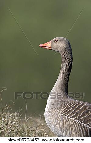 Greylag goose (Anser anser), adult bird, portrait, April, Texel Island, North Sea, North Holland, Netherlands View Large Photo Image Stock Image - Greylag goose (Anser anser), adult bird, portrait, April, Texel Island, North Sea, North Holland, Netherlands. Fotosearch