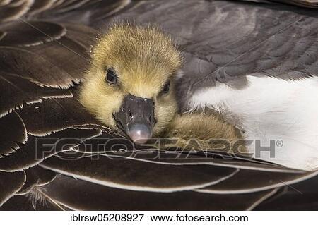 Stock Photo - Greylag goose (Anser anser) Gössel, Lower Saxony, Germany, Europe. Fotosearch