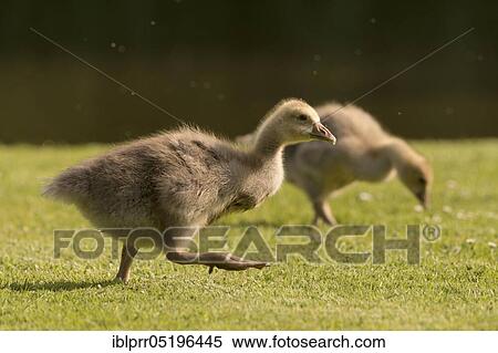 Stock Photography - Greylag goose (Anser anser) Gössel, Hesse, Germany, Europe. Fotosearch
