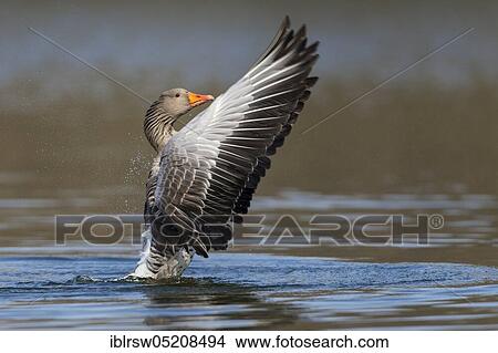 Greylag goose (Anser anser) Lower Saxony, Germany, Europe View Large Photo Image Picture - Greylag goose (Anser anser) Lower Saxony, Germany, Europe. Fotosearch