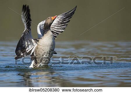 Greylag goose (Anser anser) Lower Saxony, Germany, Europe View Large Photo Image Stock Image - Greylag goose (Anser anser) Lower Saxony, Germany, Europe. Fotosearch