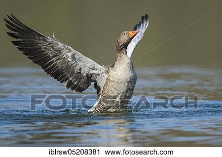 Greylag goose (Anser anser) Lower Saxony, Germany, Europe View Large Photo Image Stock Image - Greylag goose (Anser anser) Lower Saxony, Germany, Europe. Fotosearch