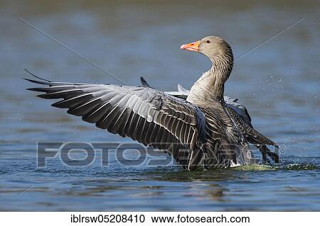 Greylag goose (Anser anser) Lower Saxony, Germany, Europe View Large Photo Image Stock Image - Greylag goose (Anser anser) Lower Saxony, Germany, Europe. Fotosearch