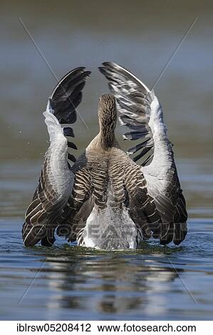 Greylag goose (Anser anser) Lower Saxony, Germany, Europe View Large Photo Image Stock Image - Greylag goose (Anser anser) Lower Saxony, Germany, Europe. Fotosearch