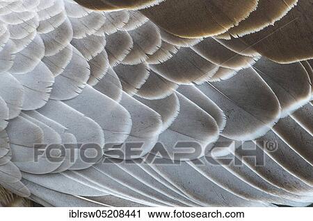 Stock Image - Greylag goose (Anser anser) Lower Saxony, Germany, Europe. Fotosearch