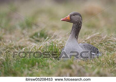 Greylag goose (Anser anser) Lower Saxony, Germany, Europe View Large Photo Image Stock Image - Greylag goose (Anser anser) Lower Saxony, Germany, Europe. Fotosearch