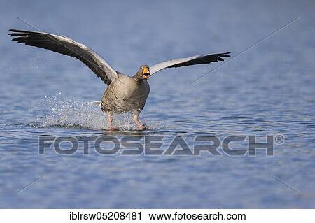 Greylag goose (Anser anser) Lower Saxony, Germany, Europe View Large Photo Image Stock Image - Greylag goose (Anser anser) Lower Saxony, Germany, Europe. Fotosearch